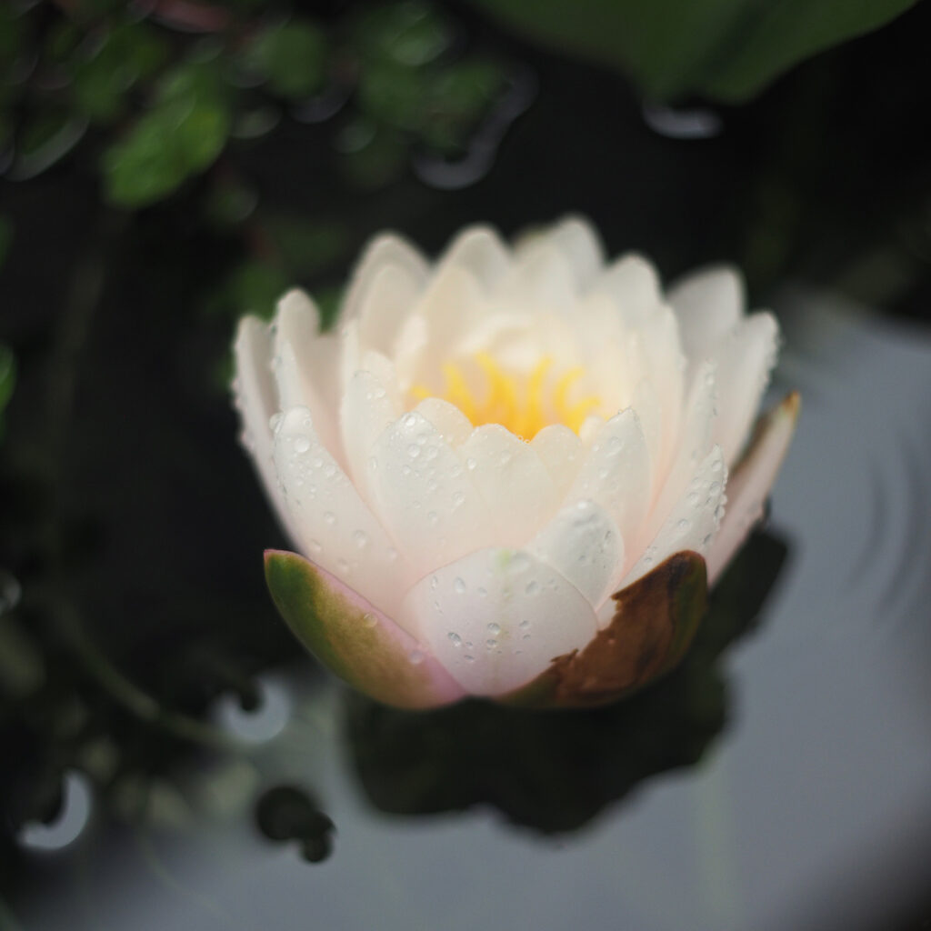 白い睡蓮