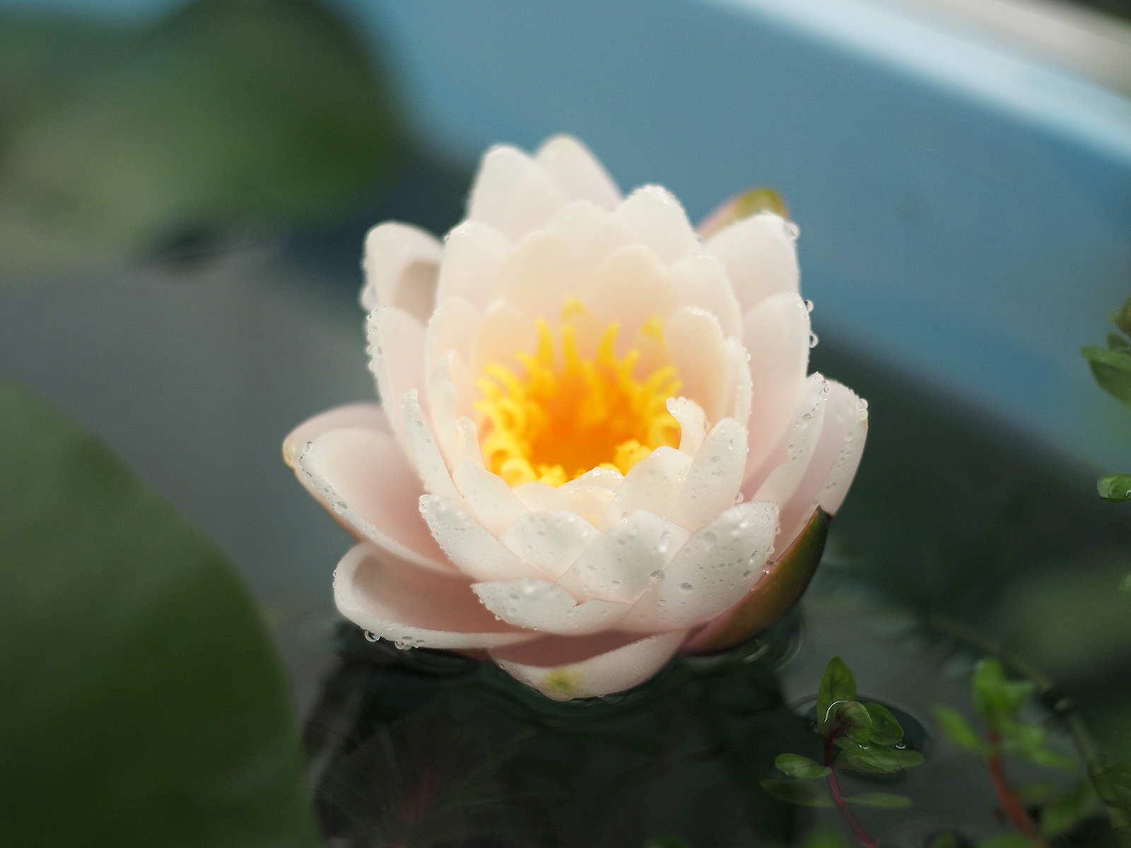 白い睡蓮