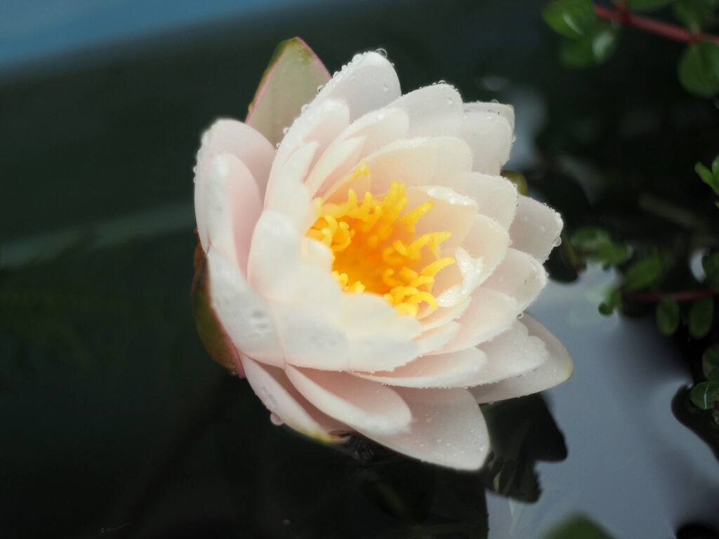 白い睡蓮