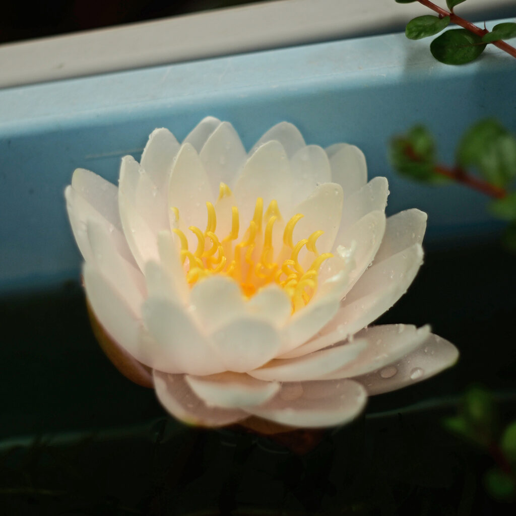白い睡蓮