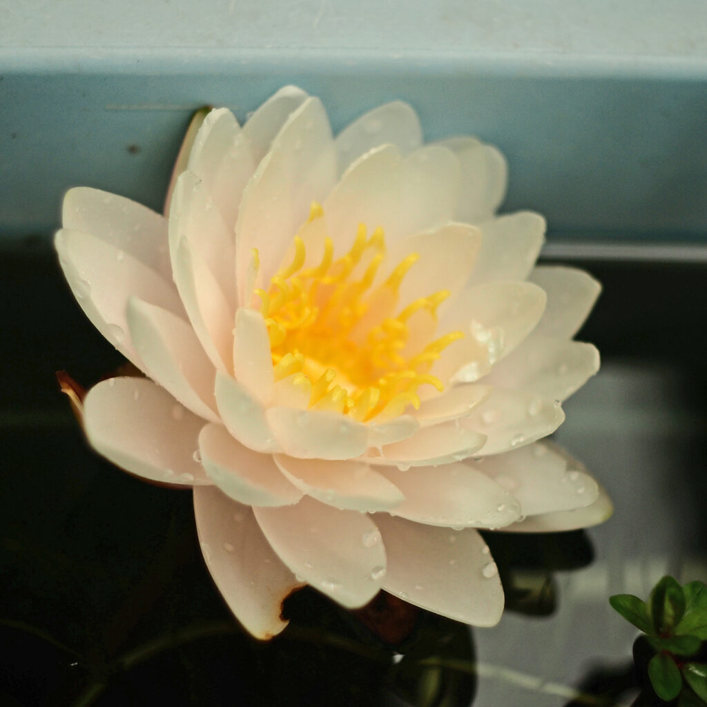 白い睡蓮
