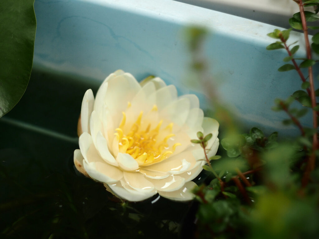 白い睡蓮