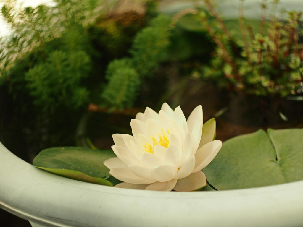 白い睡蓮