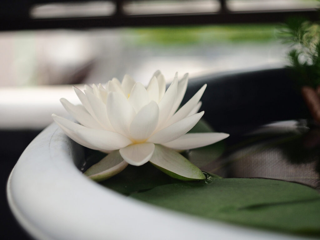 白い睡蓮