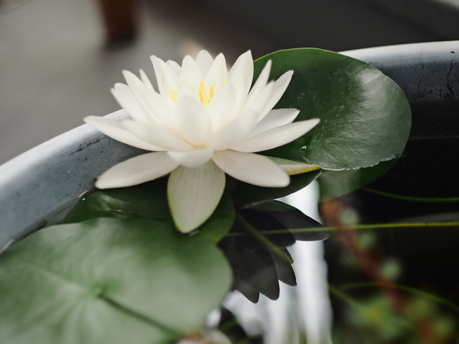 白い睡蓮