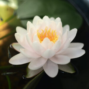 白い睡蓮