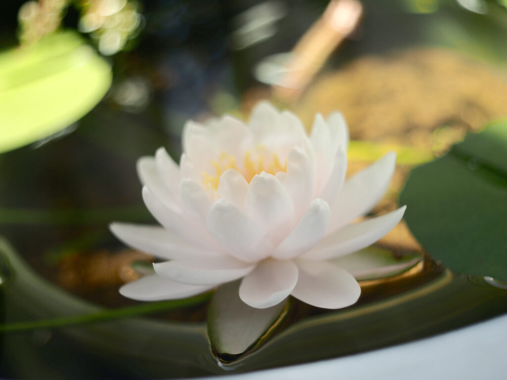 白い睡蓮