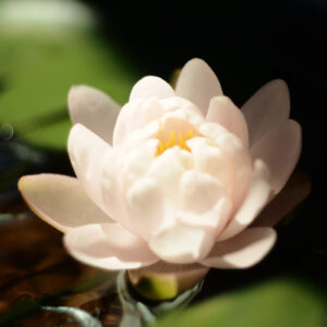白い睡蓮